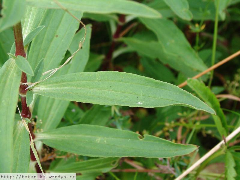 Mydlice kořen řezaný